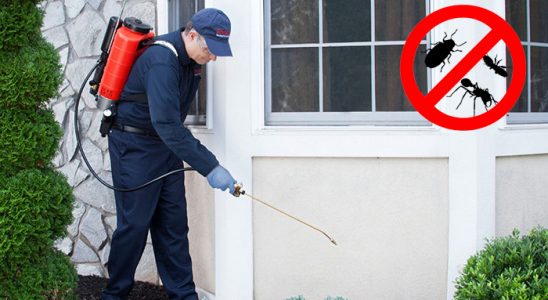 Güzelyurt Bit İlaçlama böcek ilaçlama ve haşere kontrolü — ilaclama-tr.com